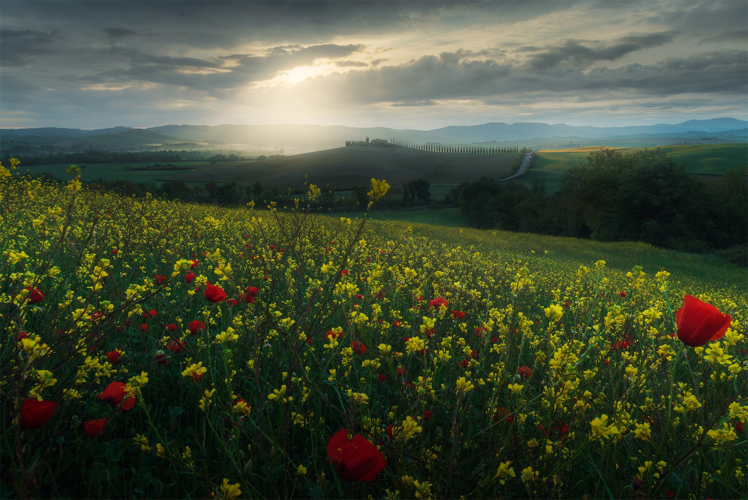 wildflowers in tuscany photo tour