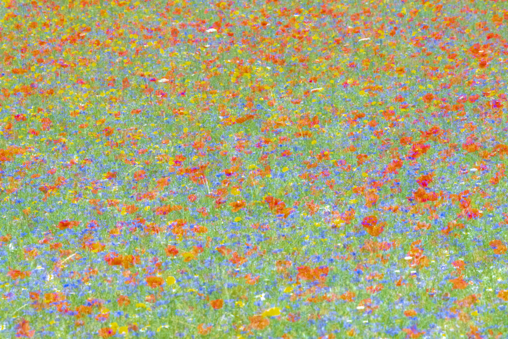 Dense carpet of poppies, cornflowers and yellow flowers, Castelluccio di Norcia